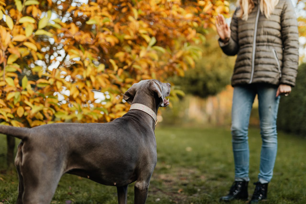 One-to-one dog training session