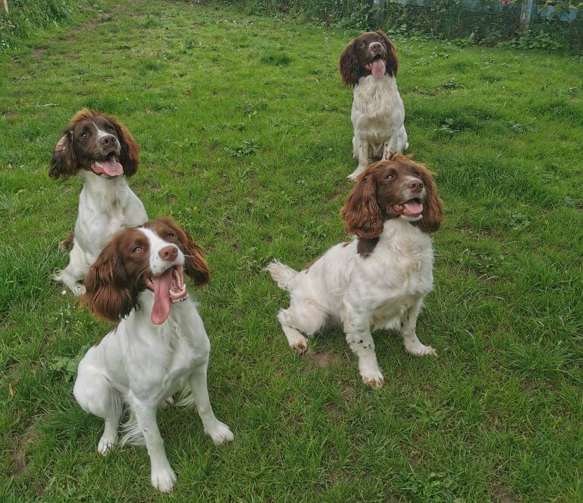 Group dog training session