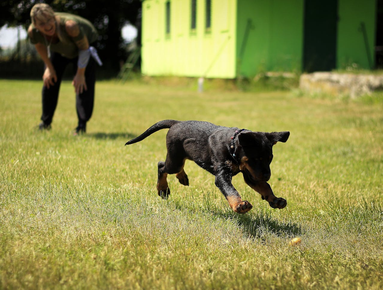 Puppy starter pack training consultation